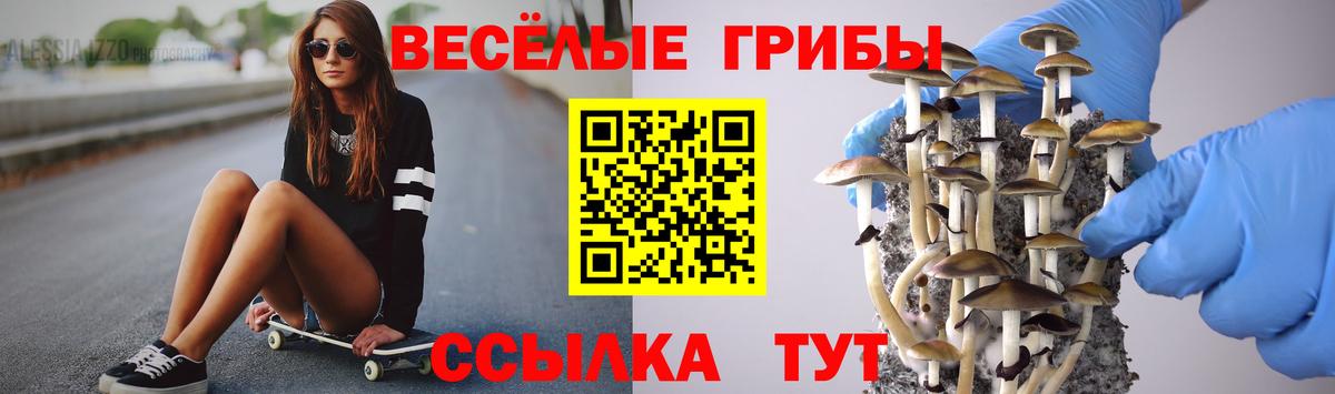 Галлюциногенные грибы Psilocybe Новошахтинск